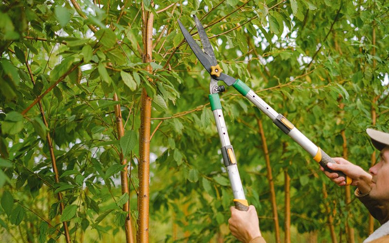 Tree trimming in Bethel Springs, TN