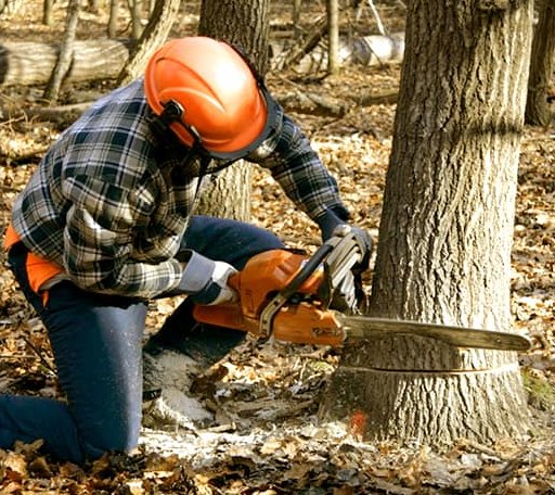 Tree Removal in Bethel Springs, TN